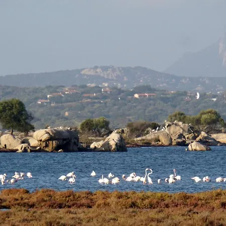 Sardegna Alzoni *